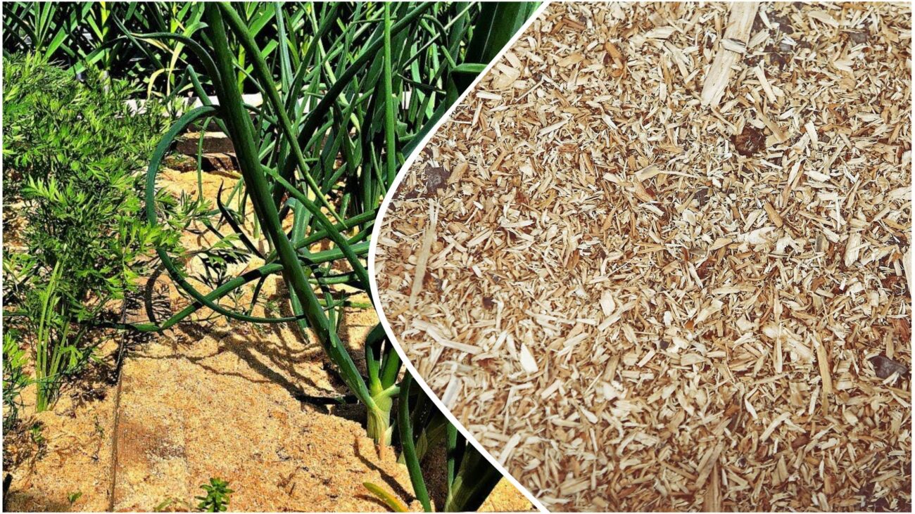 Городники розповіли, яку мульчу краще використовувати для утримання вологи 