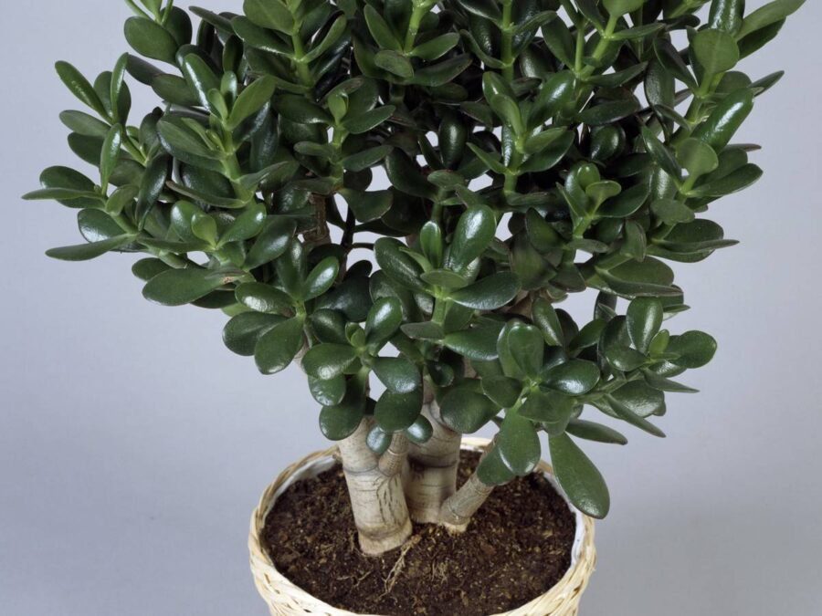 Квітникарі розповіли, як приготувати ефективне добриво для домашніх квітів 