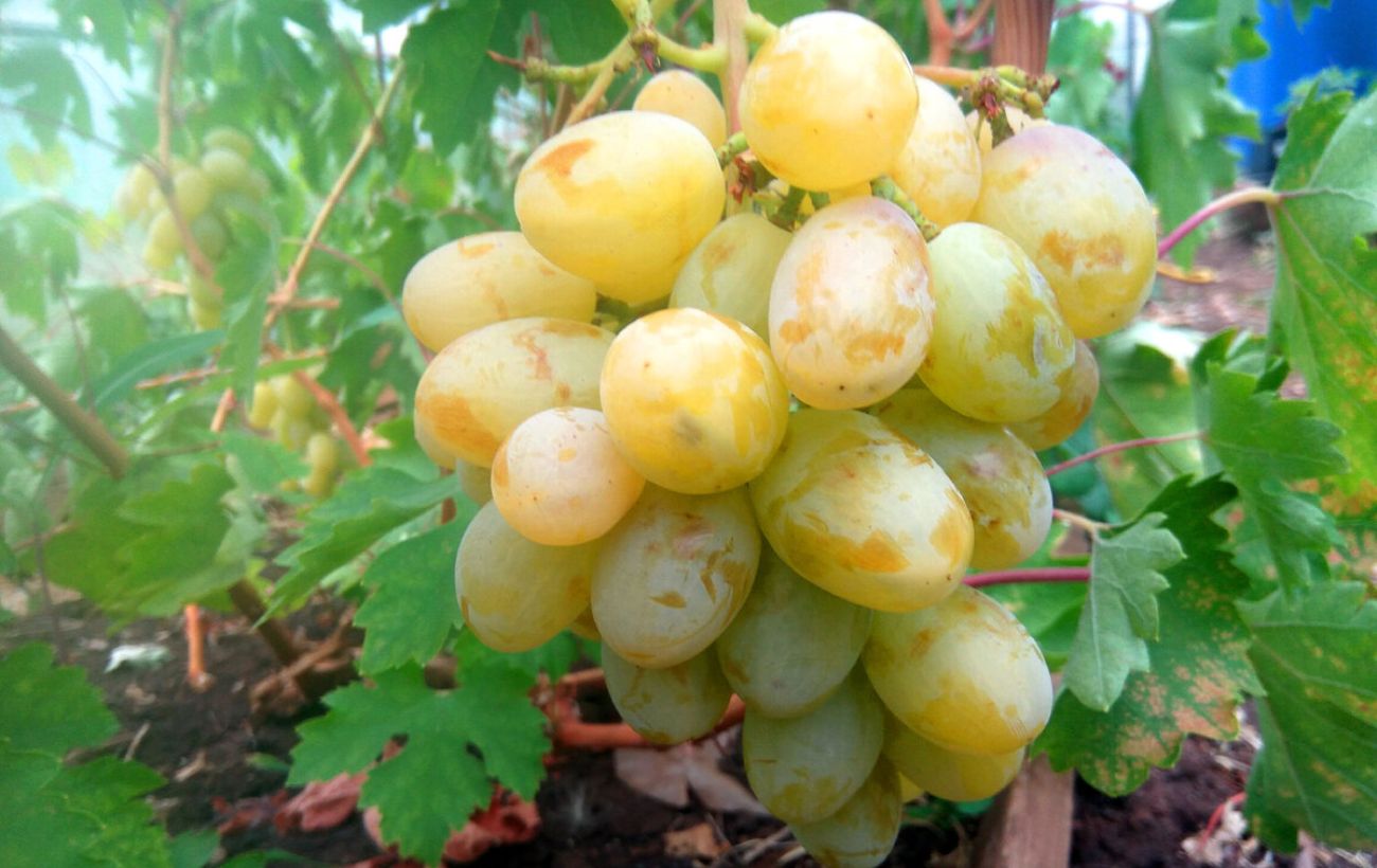 Садівники розповіли, чому сині сорти винограду кращі за білі