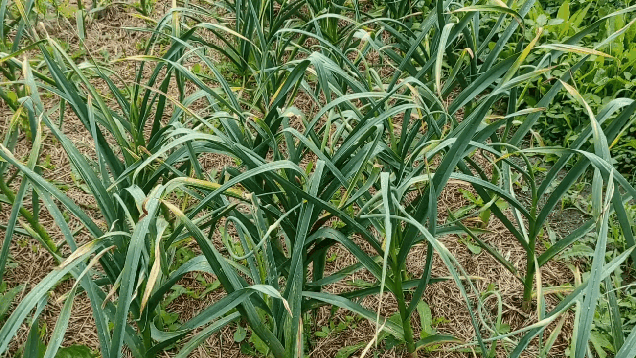 Городники розповіли, чим підживити озимий часник перед першим снігом