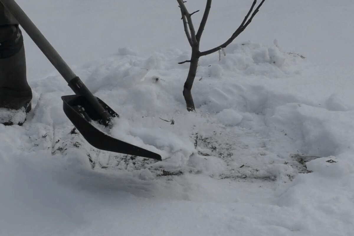 Як вберегти яблуню взимку від раптових відлиг та морозів