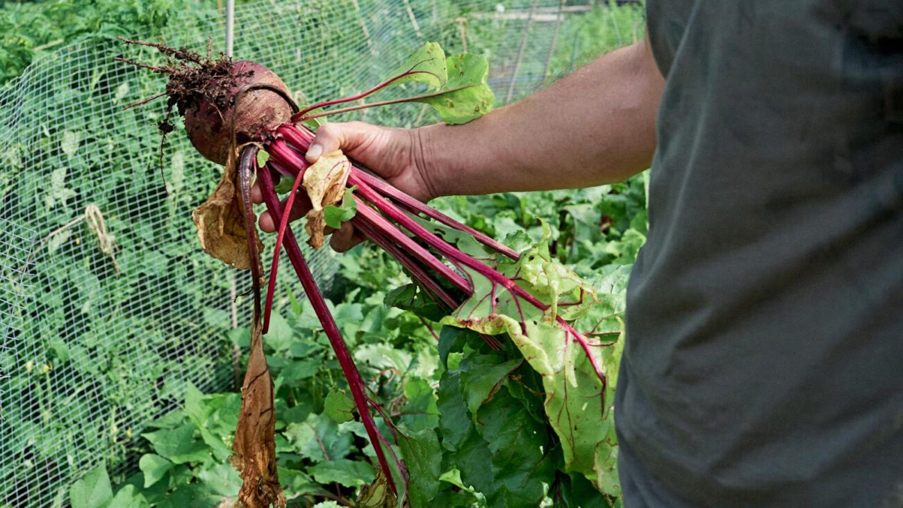 Городники назвали найкраще підживлення для покращення смаку буряків