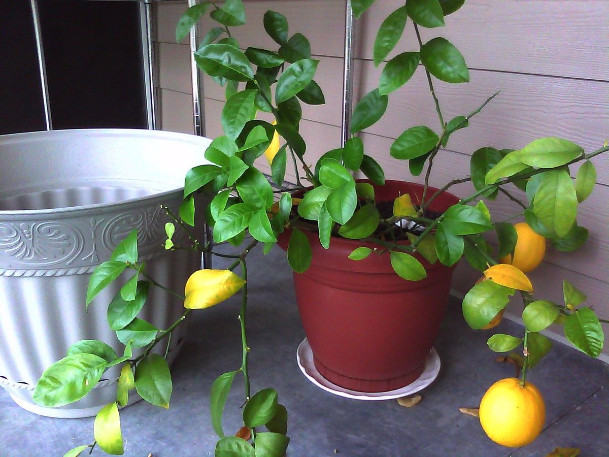 Експерти розповіли, яке використовувати підживлення для стимуляції росту й цвітіння лимона
