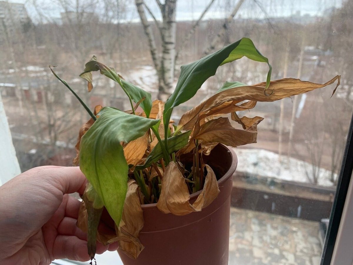 Експерти порадили добриво, яке допоможе підтримати квіти зеленими до початку весни