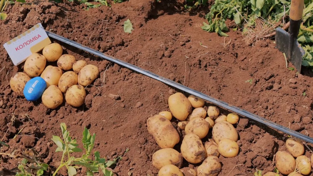 Городники розповіли, як підготувати ділянку для висаджування картоплі
