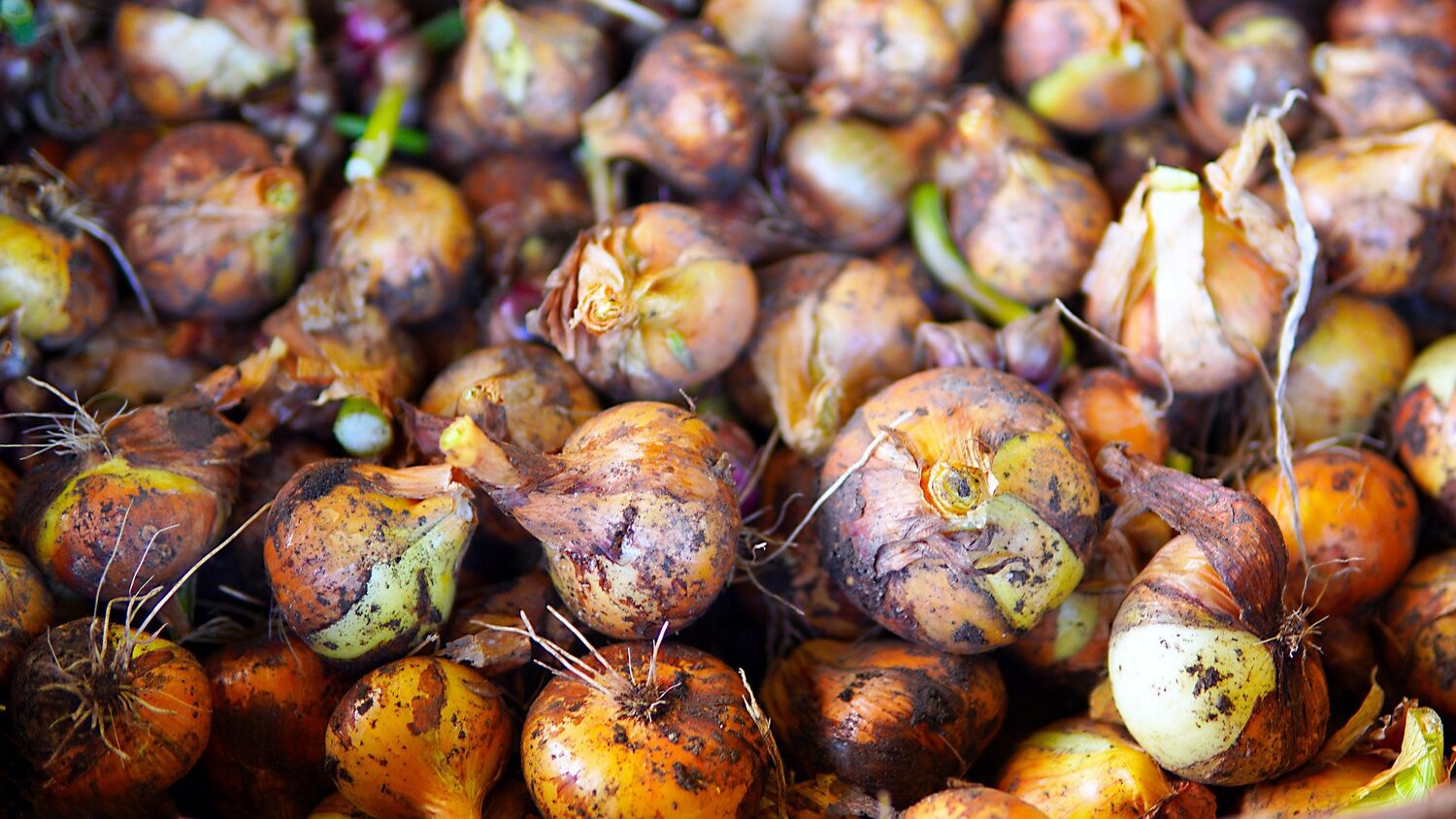 Городники розповіли, що слід зробити з цибулею перед її посадкою