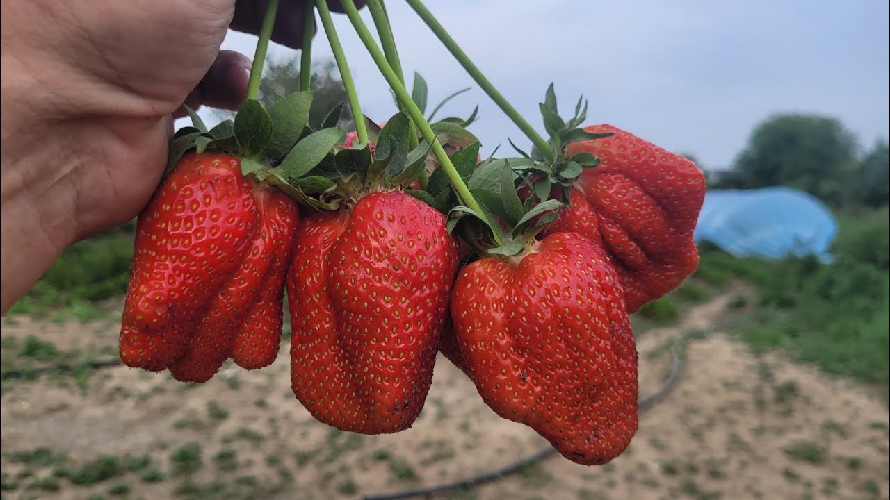 Садівники назвали просте підживлення, яке допоможе виростити полуницю-велетня