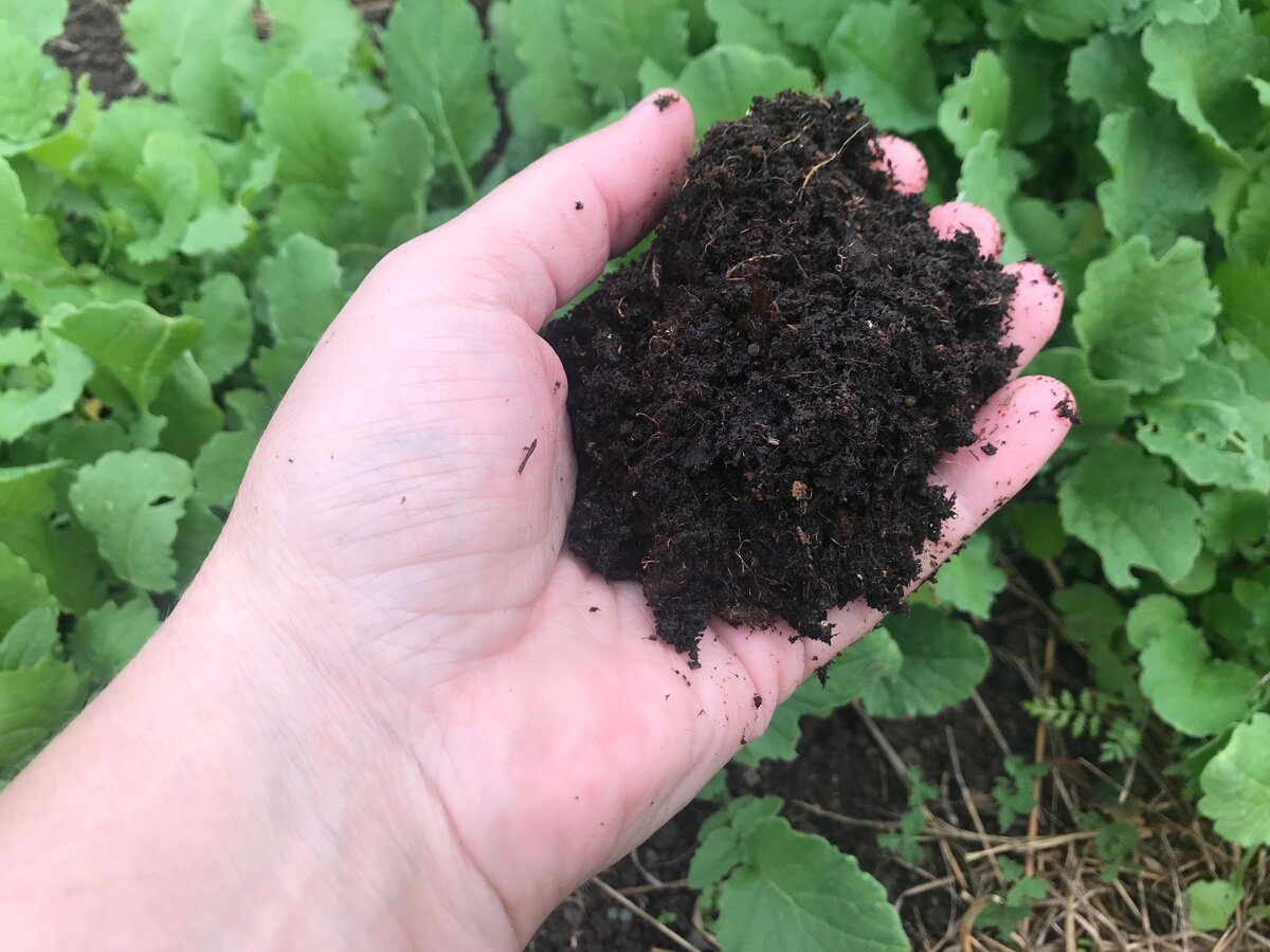 Експерти розповіли про осіннє підживлення землі на городі  