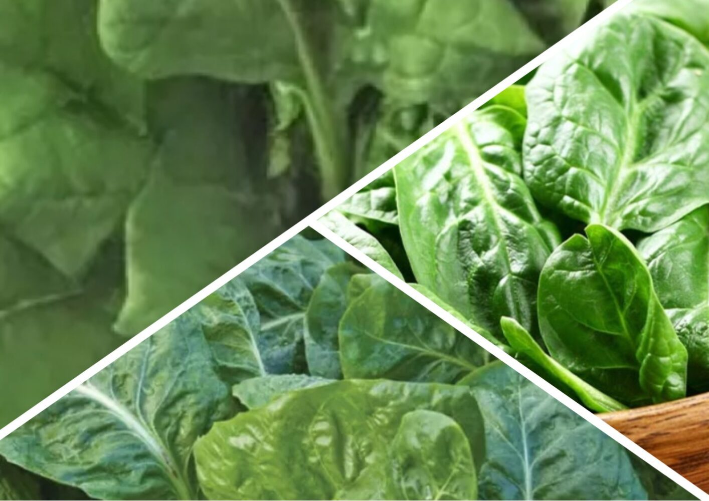 Які сорти шпинату вирощувати на городі