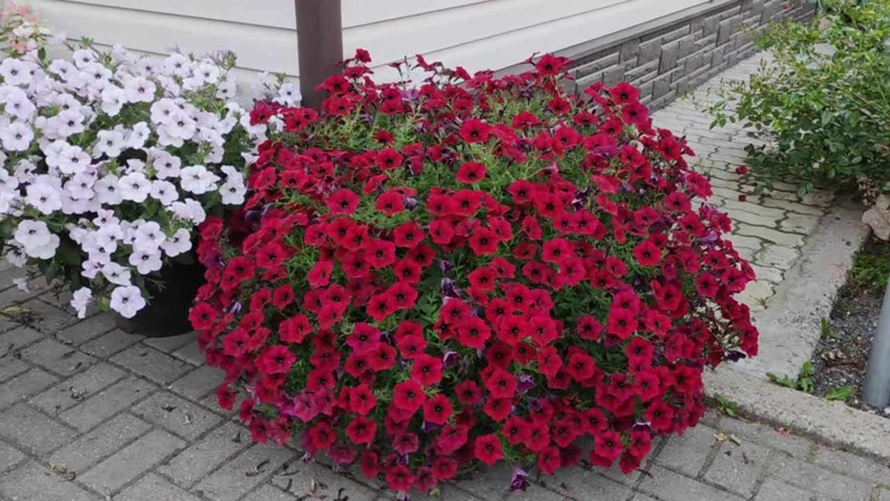 Експерти розповіли, як використати з користю відцвілі квіти