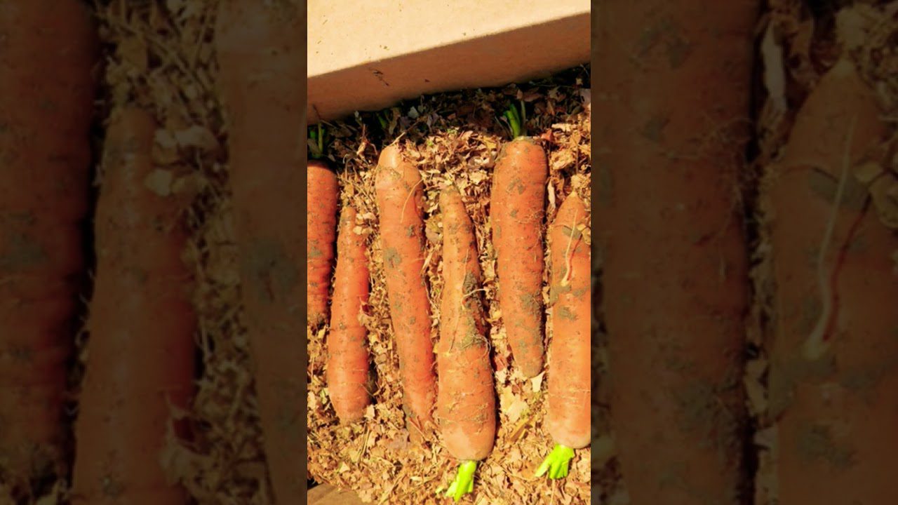 Експерти розповіли, як зберігати моркву в ящиках без погребу