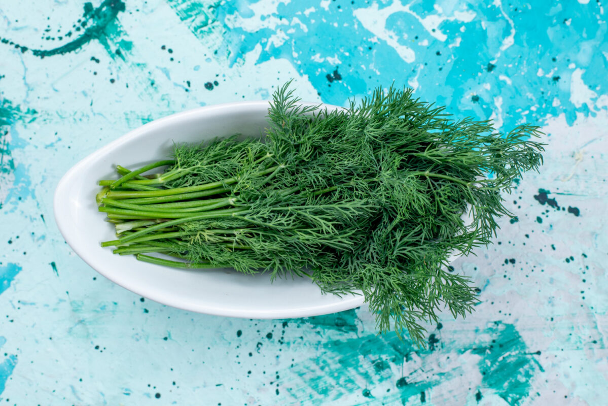 Експерти розповіли, як виростити пишний кріп