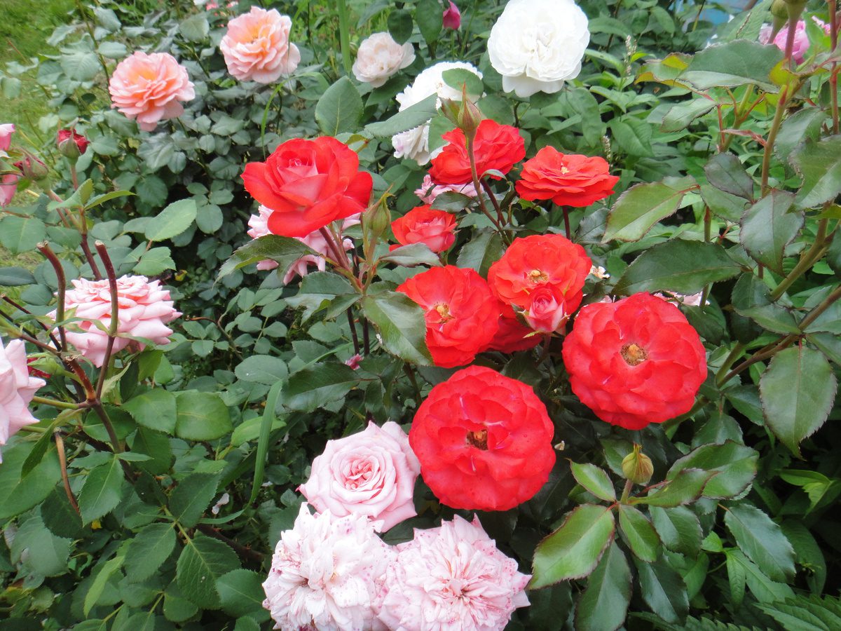 Експерти розповіли, як захистити троянди від зимових морозів доступним способом – поради