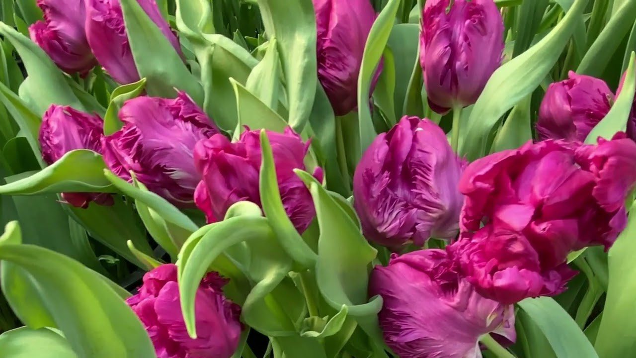 Садівники розповіли, як правильно садити тюльпани в листопаді