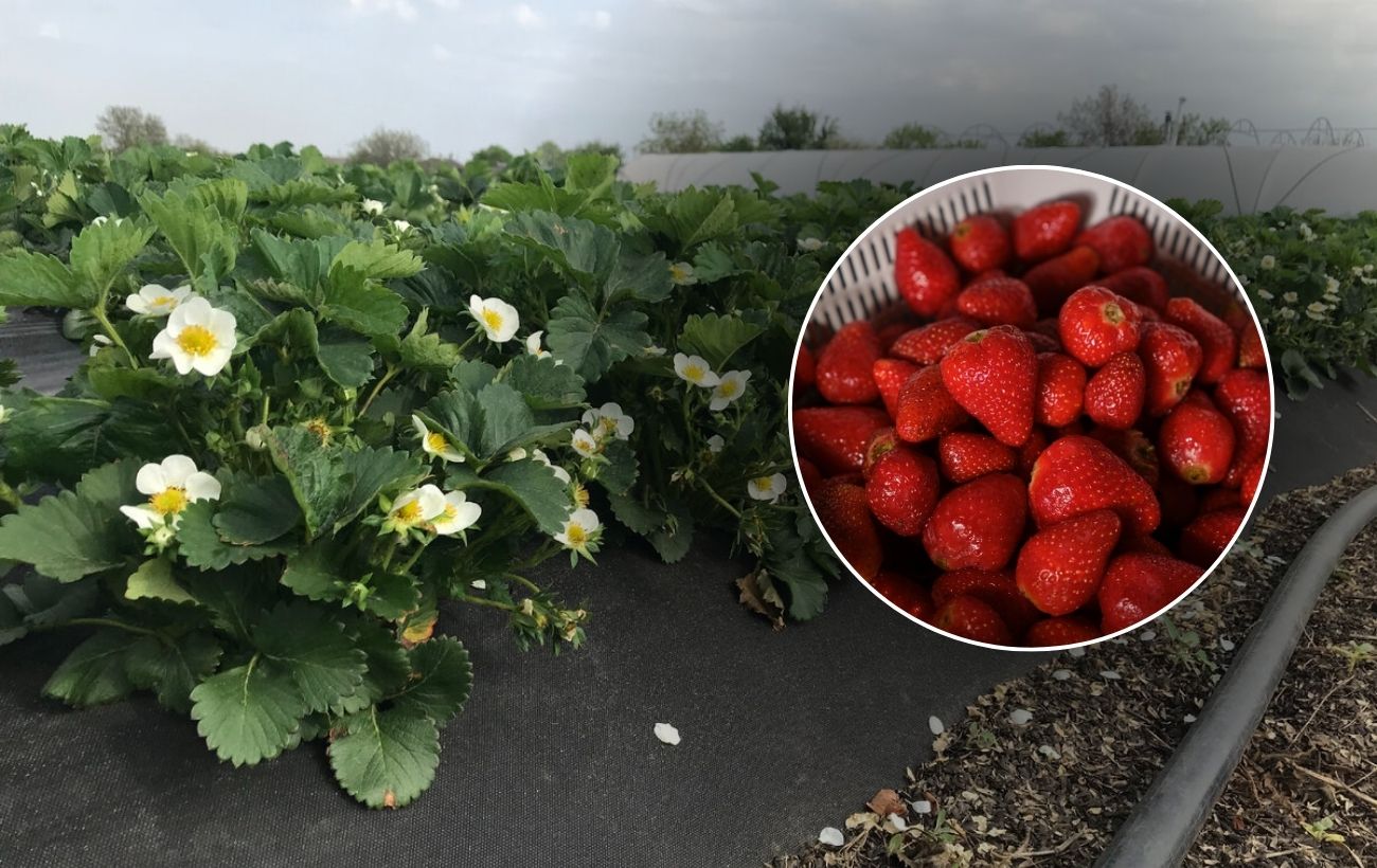 Городники розповіли, коли потрібно вкривати полуницю на зимівлю 