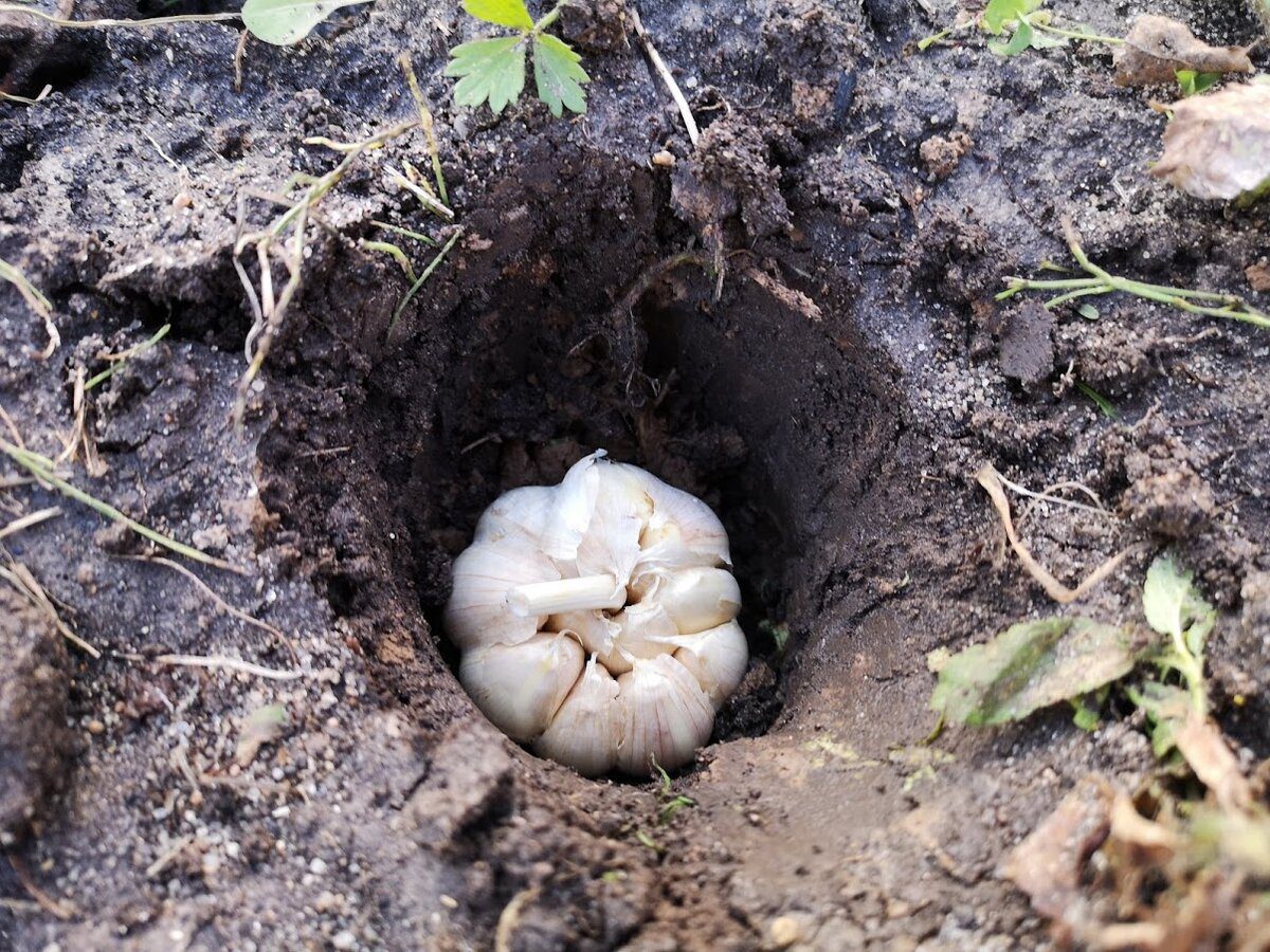 Городники розповіли, чи можна садити озимий часник у грудні 