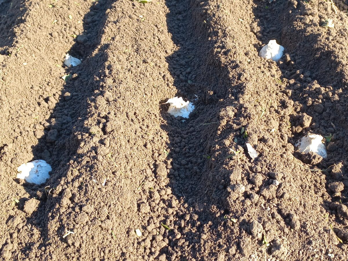 Городники розповіли, чи можна садити озимий часник у грудні 