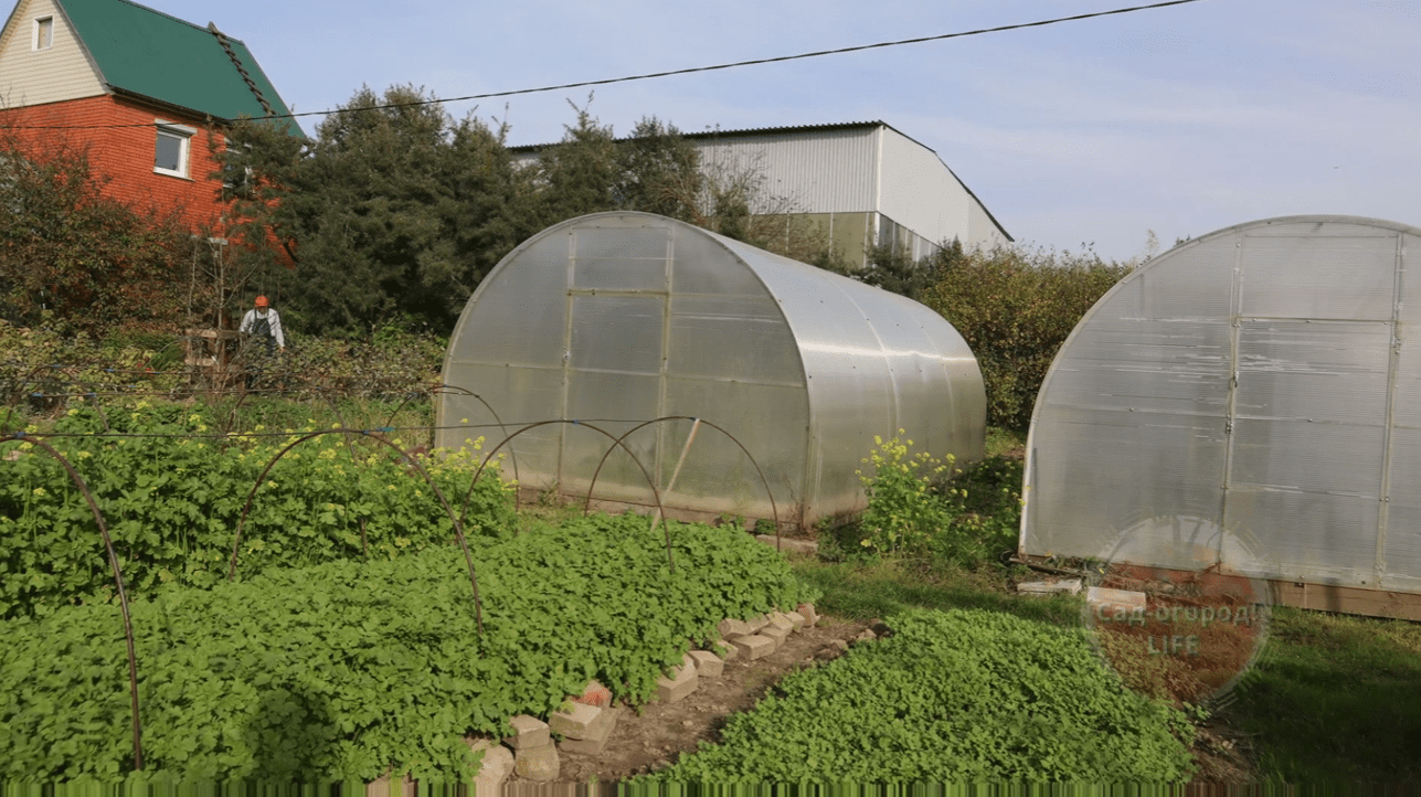 Експерти назвали грубі помилки, які роблять половина садівників восени