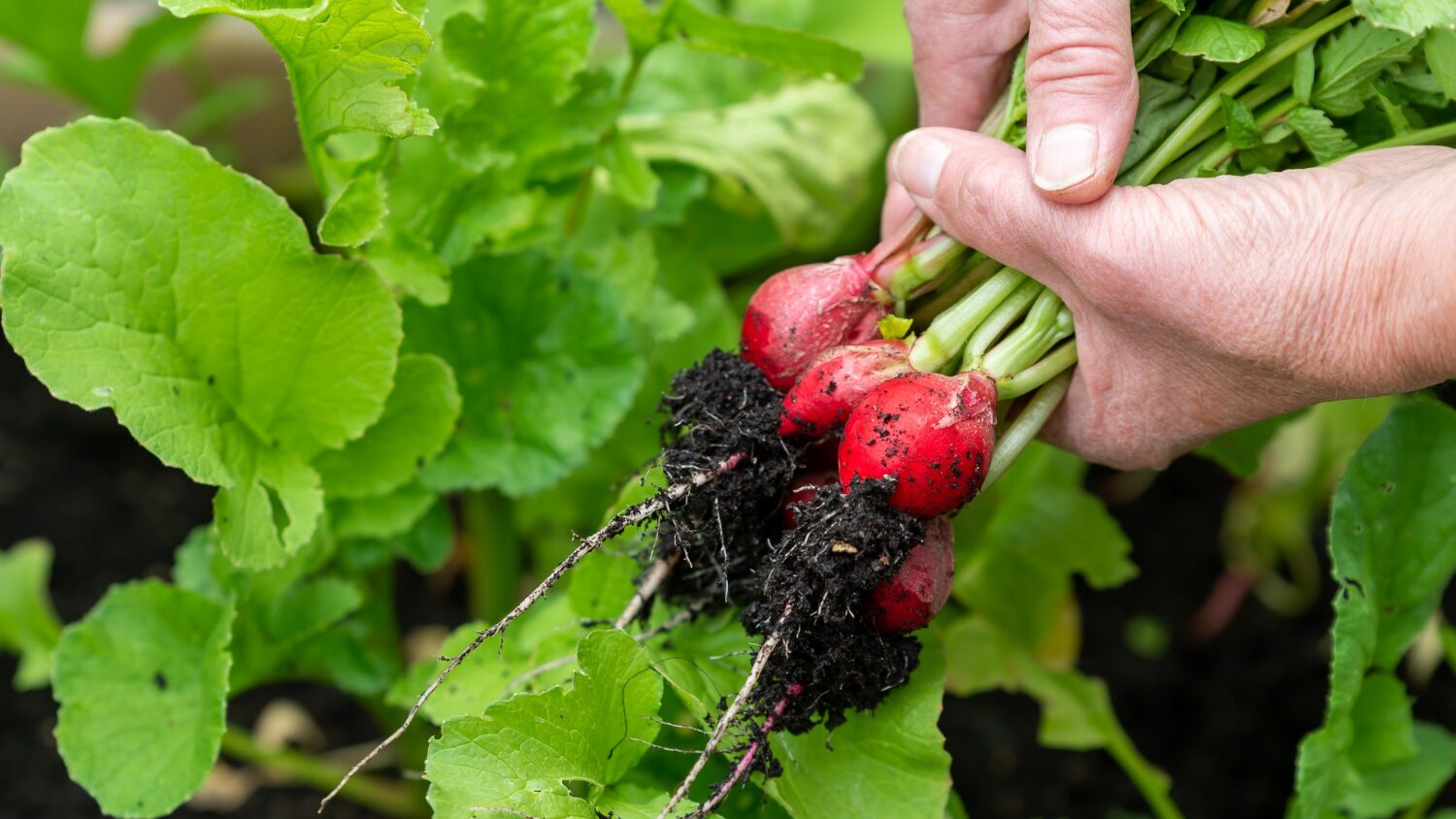 Дачники розповіли, які овочі висадити під зиму для раннього врожаю