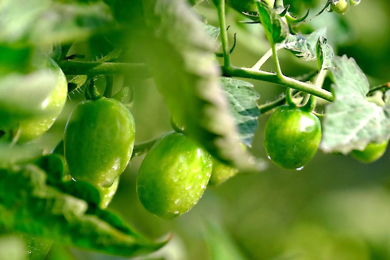 Кулінари розповіли, як законсервувати на зиму салат із зелених помідорів
