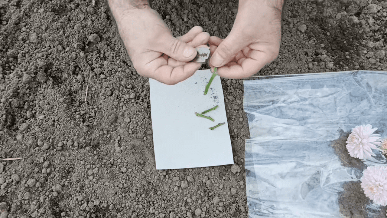 Садівники порадили, як розмножувати хризантему живцями