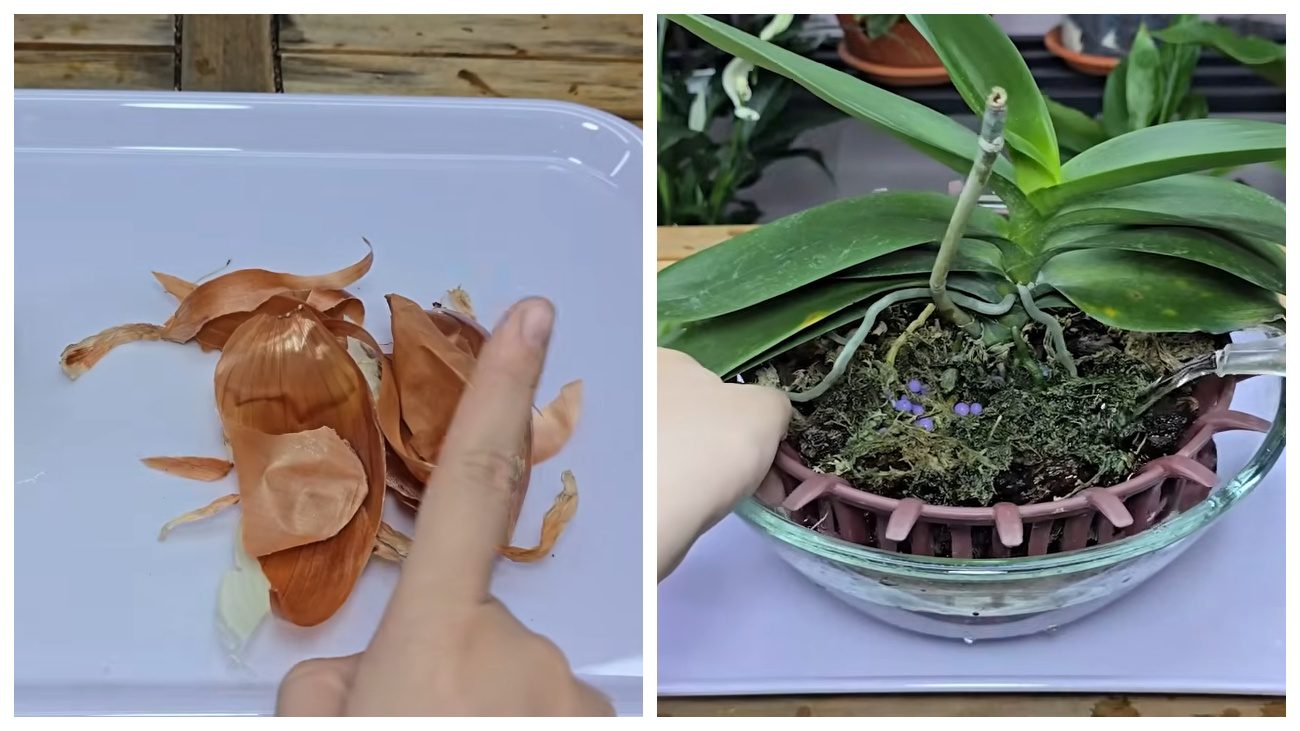 Квітникарі розповіли, чим ефективно підгодувати орхідею