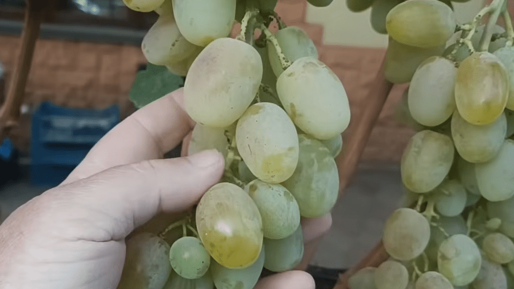 Сорт Озерний