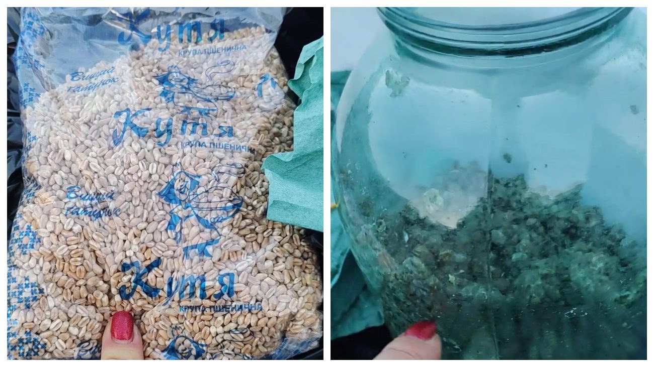 Городники розповіли, як налагодити виробництво триходерми вдома