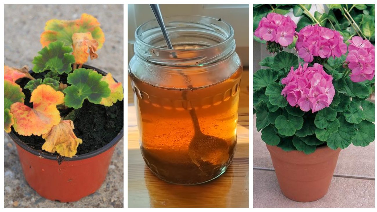 Квітникарі порадили дешевий ефективний засіб підгодівлі герані