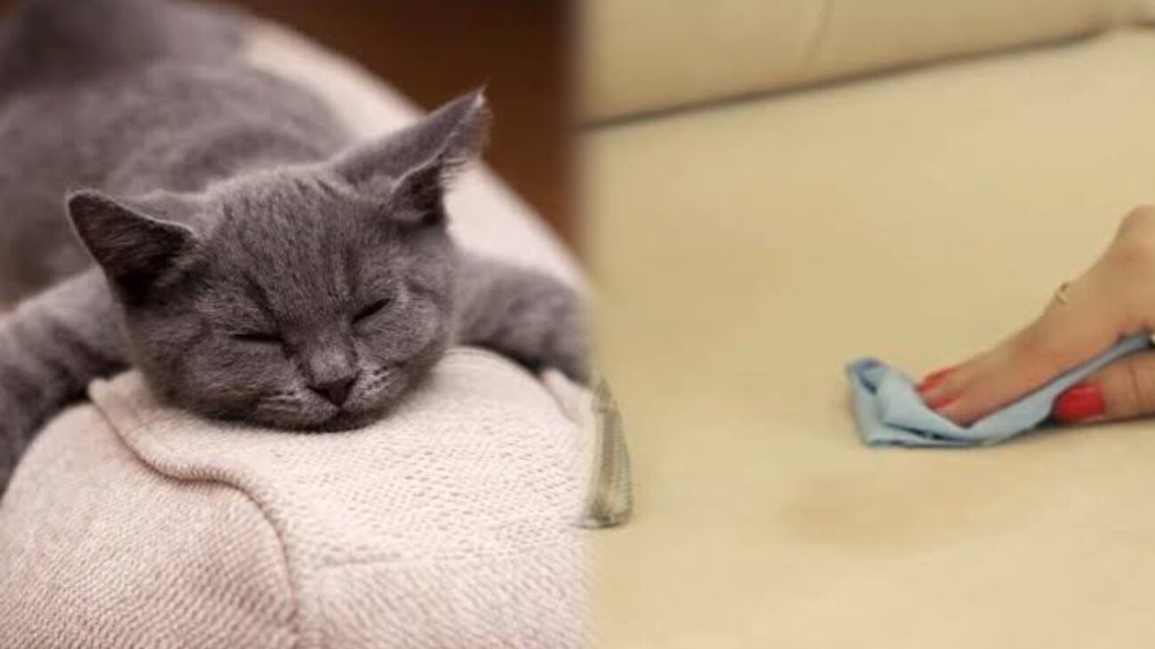 Господині розповіли, як вивести неприємний запах з меблів після тварин 