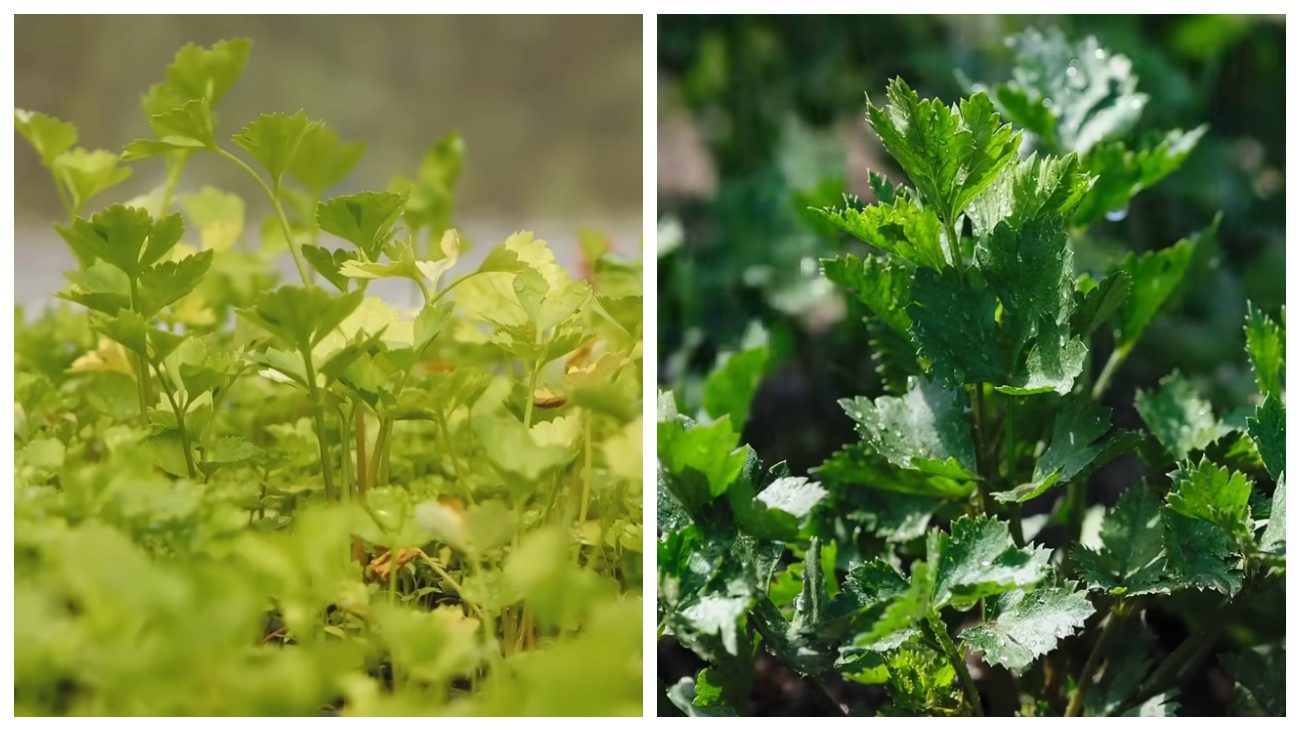 Городники порадили рослини для підзимового посіву