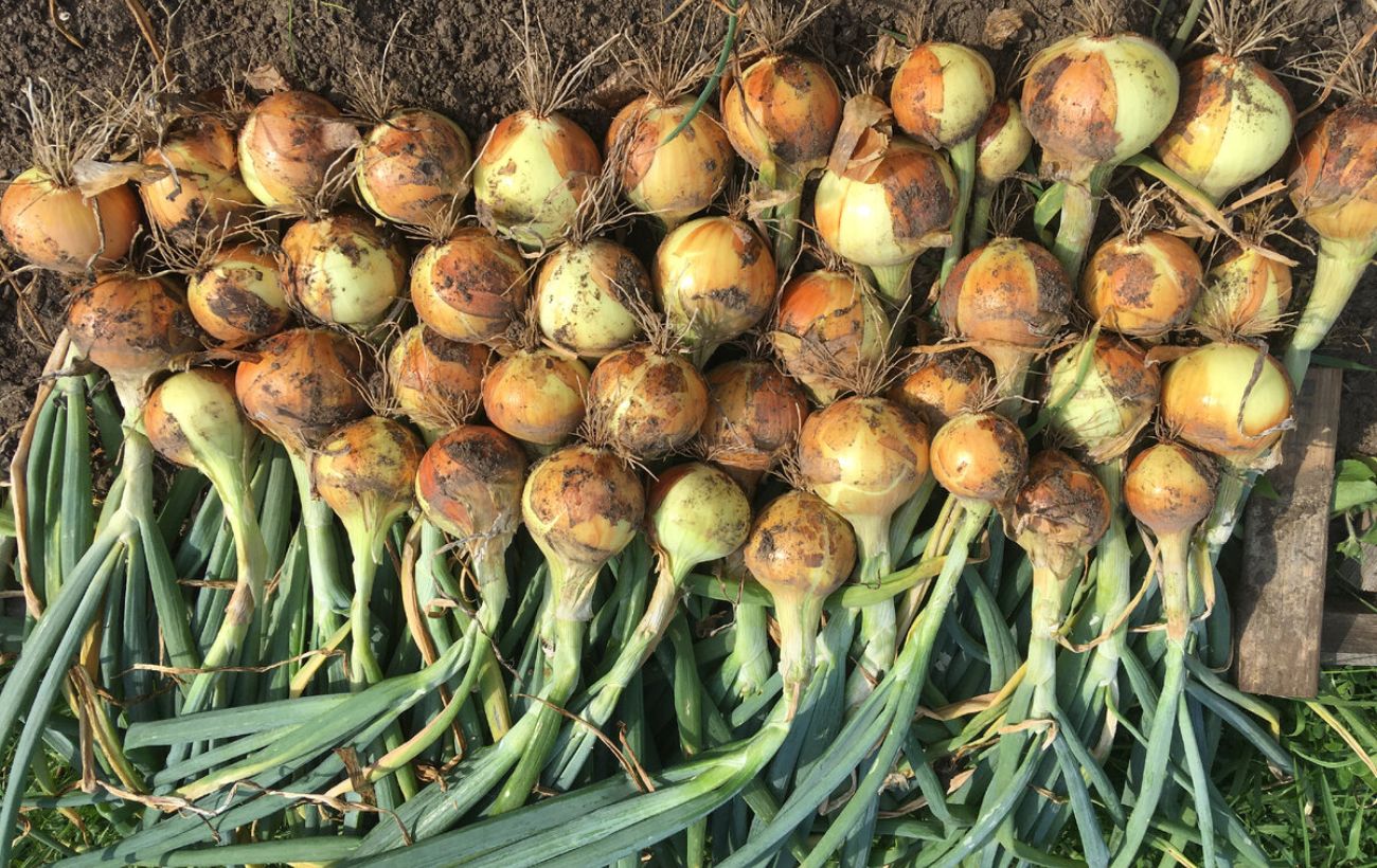 Городники розповіли, через що цибуля починає гнити під час зберігання