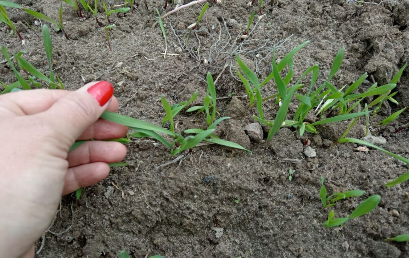 Експерти розповіли, як без хімії позбутися бур'янів
