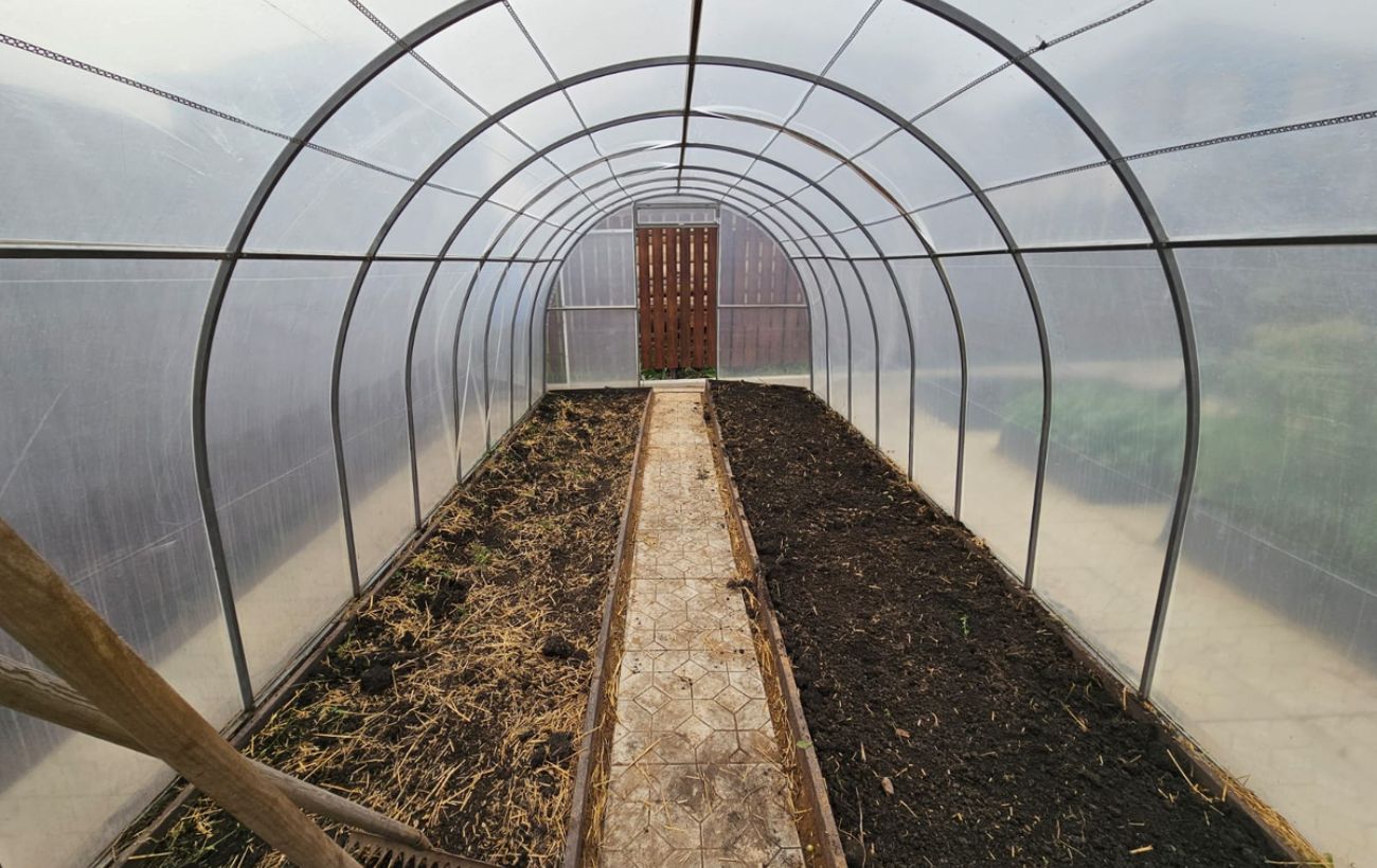 Городники розповіли, що робити, якщо ґрунт в теплиці позеленів Городники розповіли, що робити, якщо ґрунт в теплиці позеленів