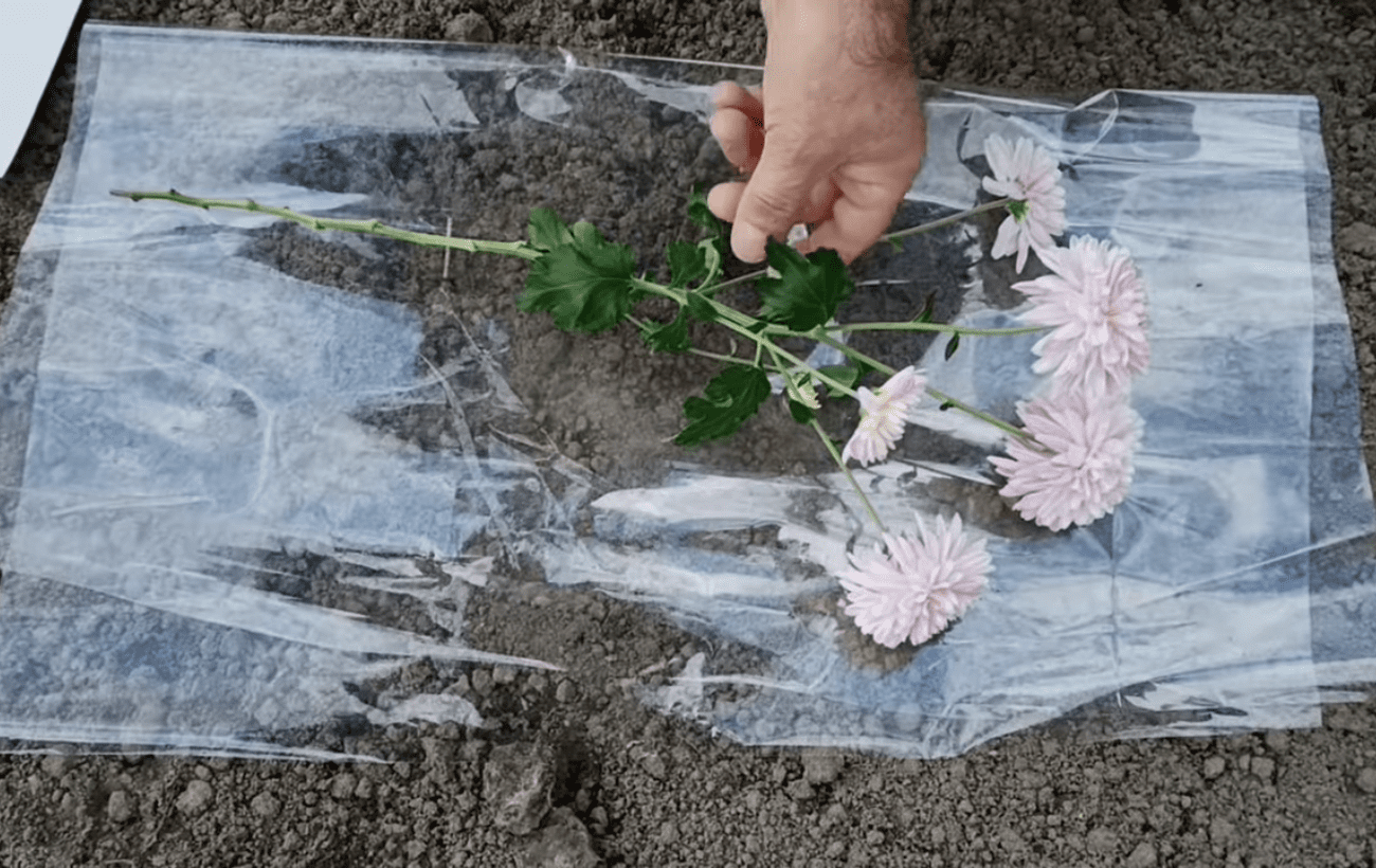 Городники назвали простий спосіб вкорінення живців