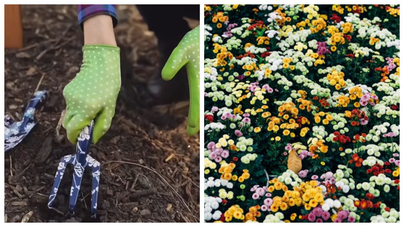 Експерти розповіли, які квіти можна сміливо сіяти у грудні Експерти розповіли, які квіти можна сміливо сіяти у грудні