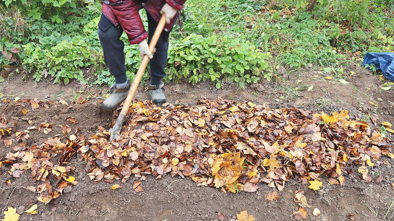 Експерти розповіли, як перетворити опале листя чи тирсу на біогумус