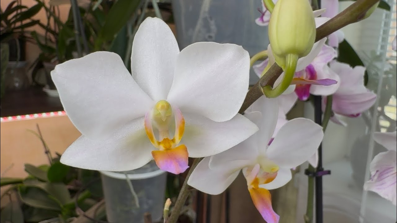 Квітникарі поділилися рецептом стимулюючого коктейлю для орхідеї
