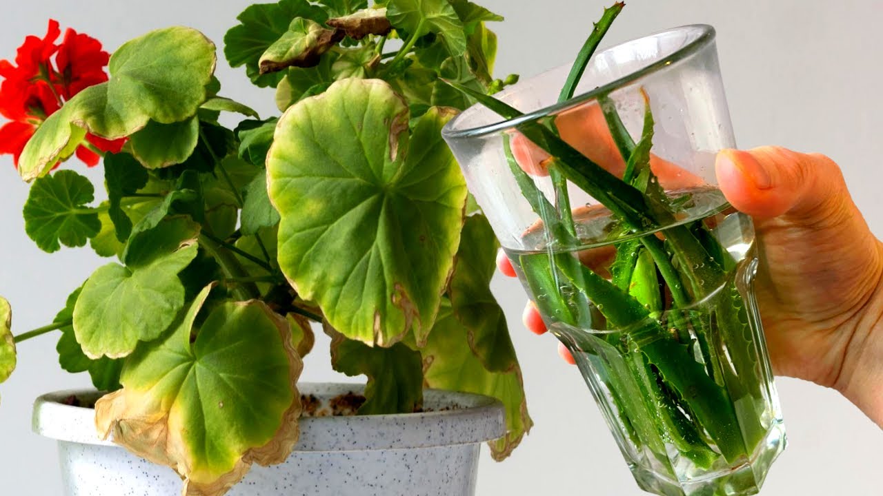 Експерти розповіли, чому жовтіє листя у кімнатних рослин