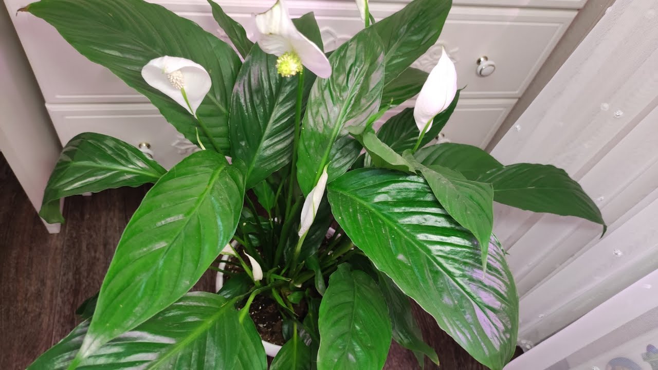 Садівники пояснили, як удобрювати спатифілум взимку для росту Садівники пояснили, як удобрювати спатифілум взимку для росту