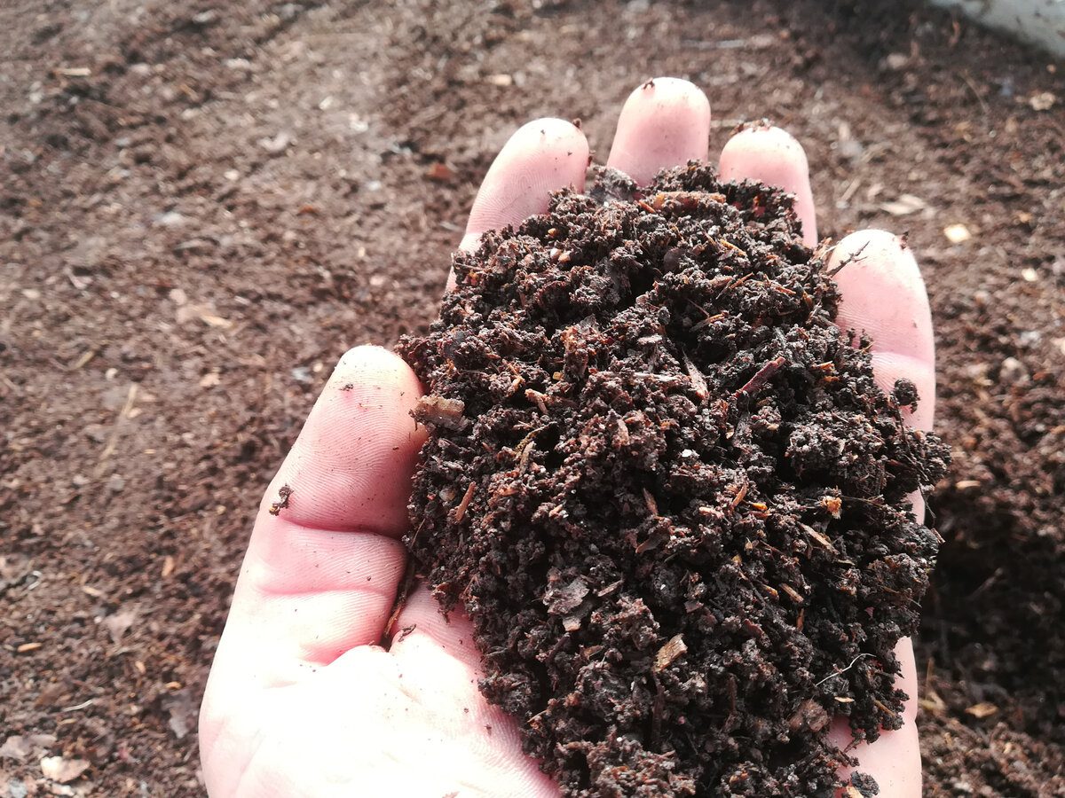 Експерти розповіли, як прискорити дозрівання компосту за допомогою простого й доступного розчину