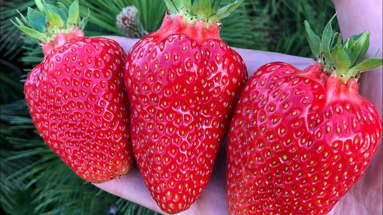 Садівники розповіли про найкращий сорт полуниці для ділянки Садівники розповіли про найкращий сорт полуниці для ділянки