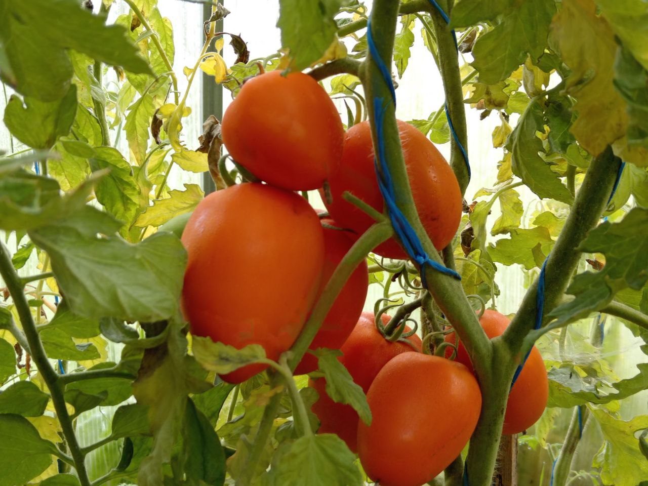 Експерти розповіли про низькорослі детермінантні сорти томатів