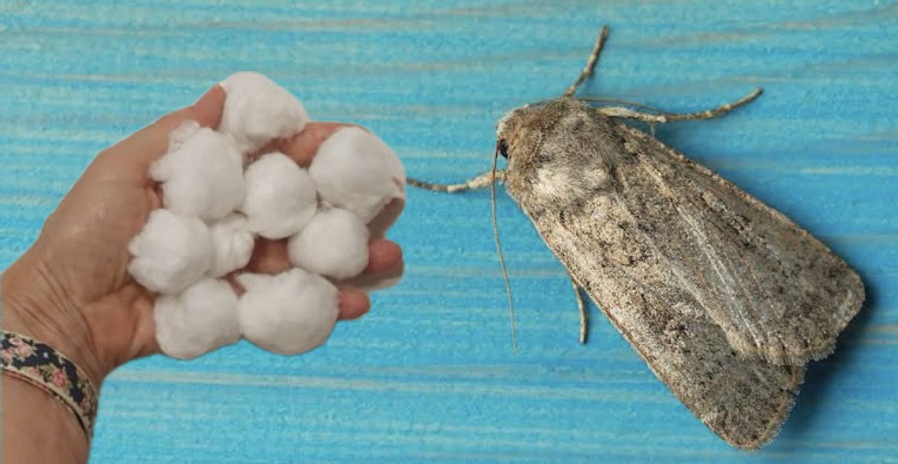 Господині розповіли, як боротися з міллю у шафі з одягом або крупами 