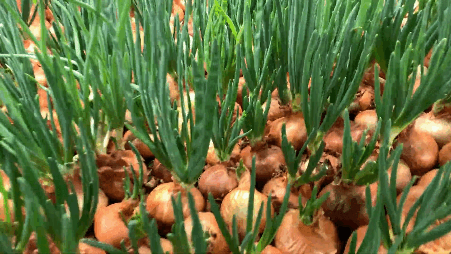 Експерти розповіли, як легко вирощувати зелену цибулю взимку