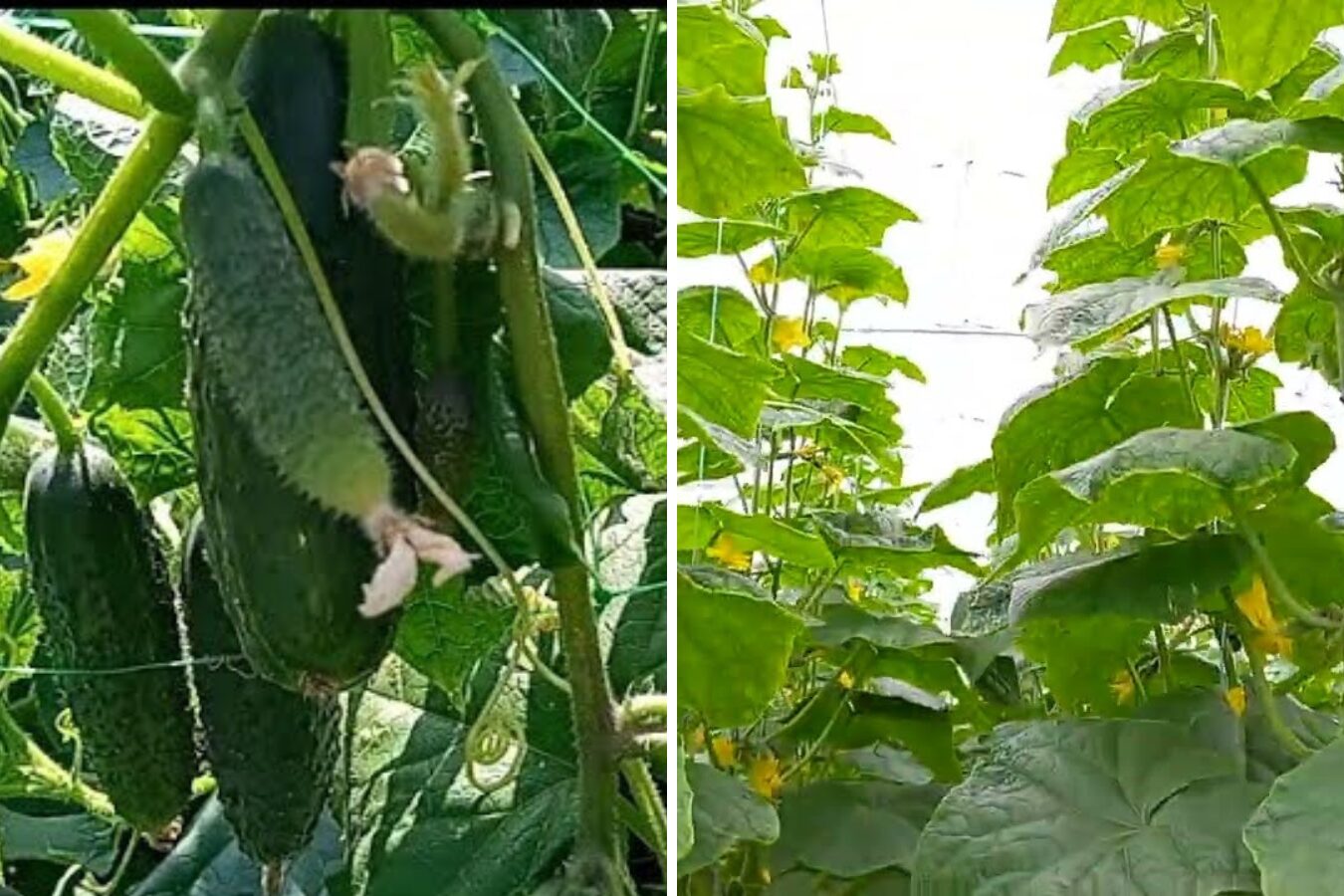 Експерт розповів, які сорти огірків садити для консервації 