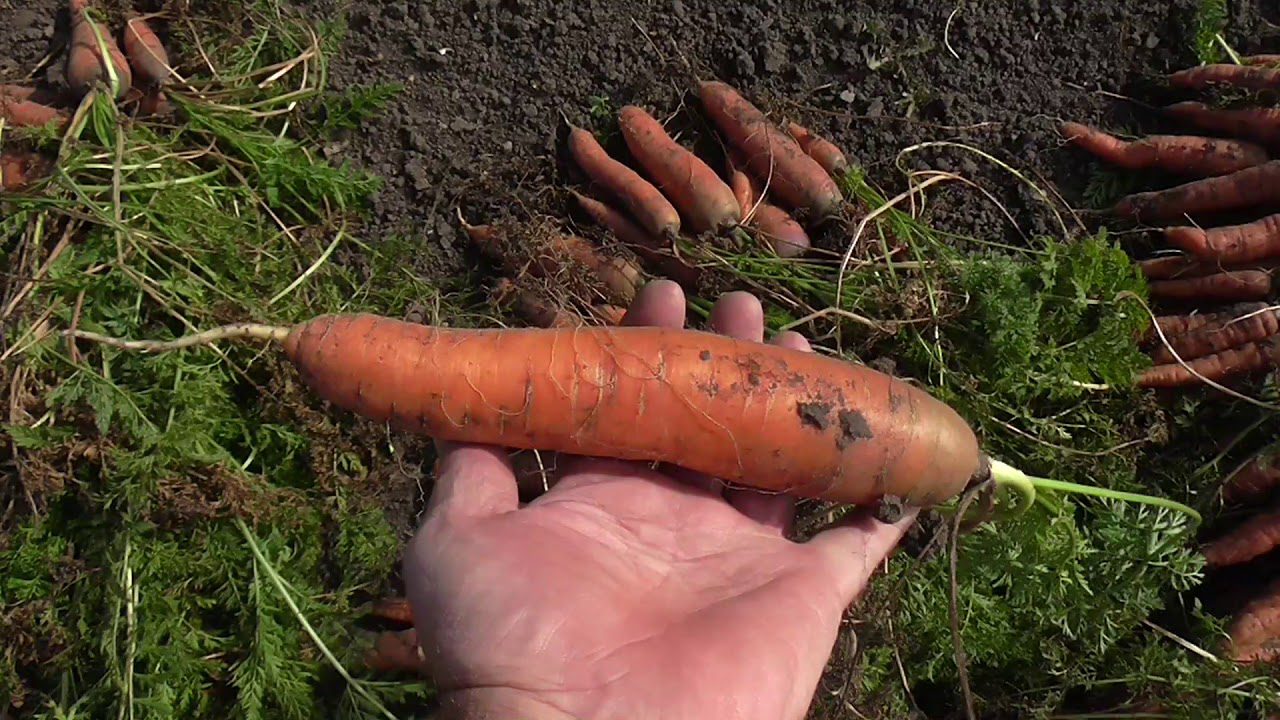 Експерт розповів, коли сіяти моркву під зиму у листопаді