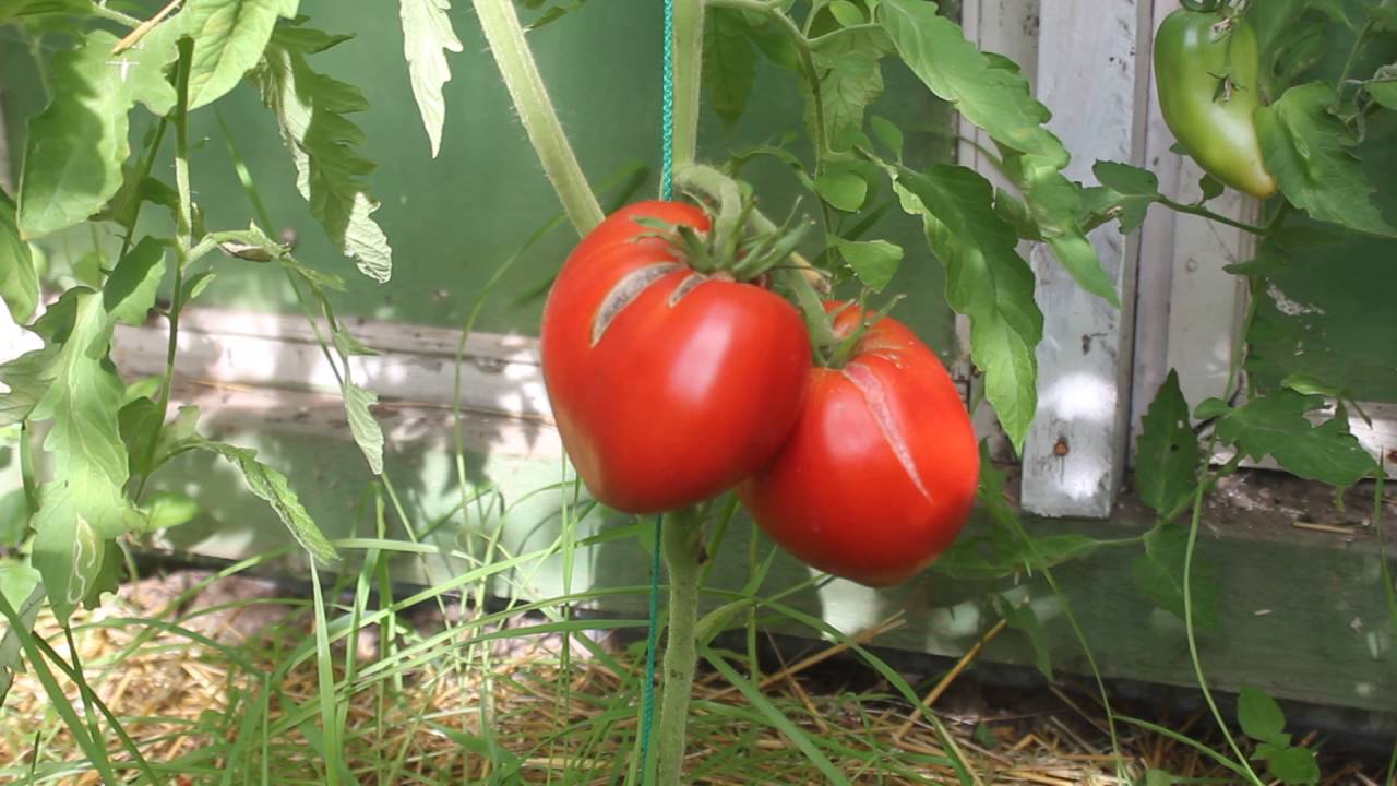 Агроном розповів, як подовжити плодоношення помідорів теплиці 