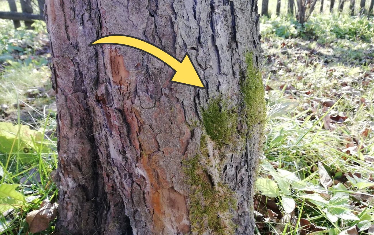 Садівники розповіли, чим зараз обробити дерева від моху і лишайників Садівники розповіли, чим зараз обробити дерева від моху і лишайників