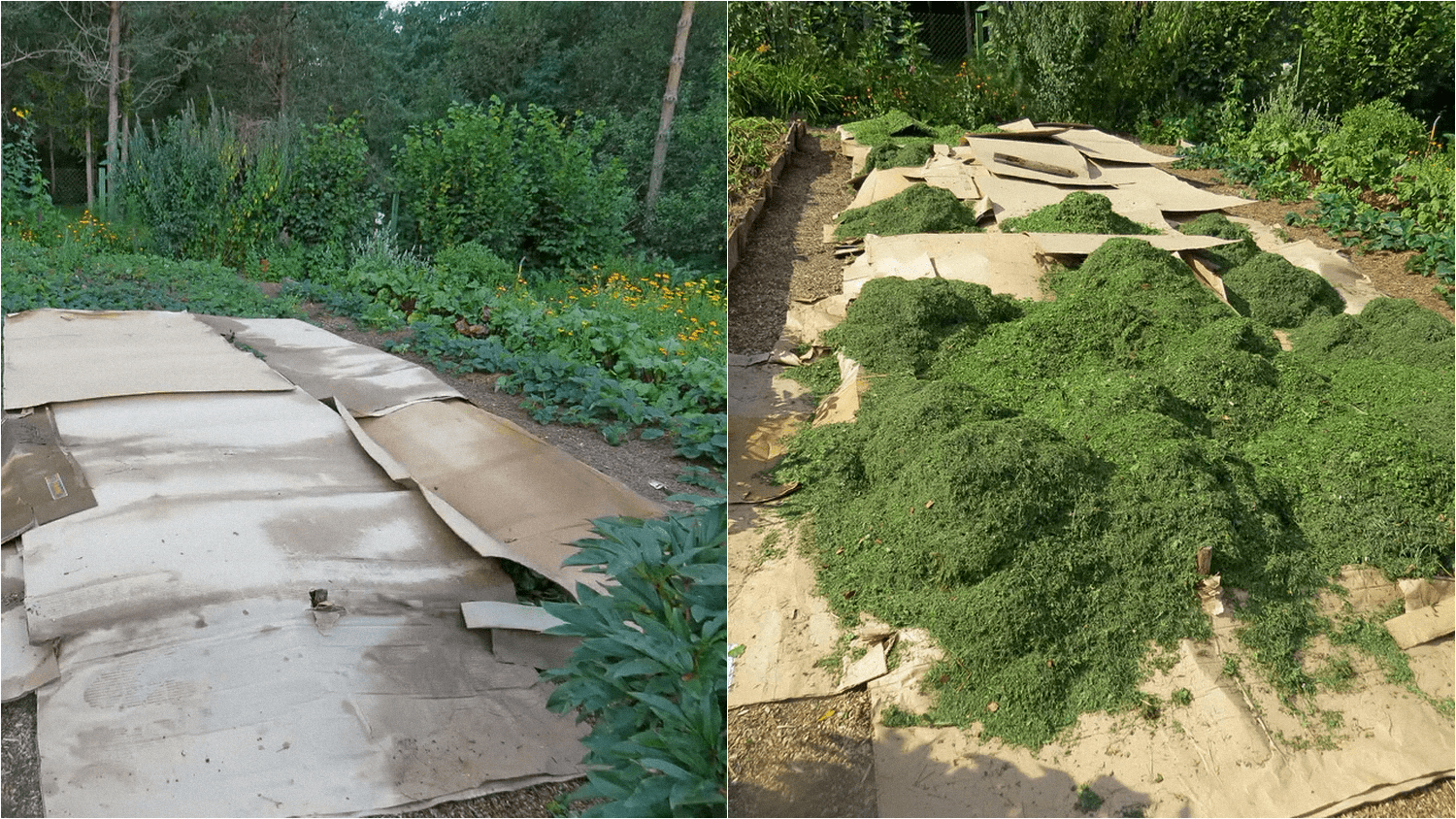 Експерти розповіли, чи варто використовувати картон на городі Експерти розповіли, чи варто використовувати картон на городі